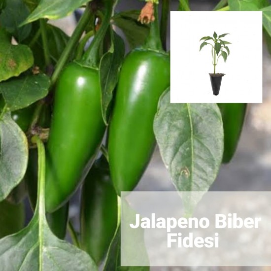 Jalapeno Biber Fidesi 